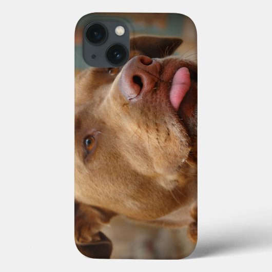 Cute chocolate Lab Pit Mix Dog Case-Mate iPhone Hülle (Rückseite)