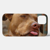 Cute chocolate Lab Pit Mix Dog Case-Mate iPhone Hülle (Rückseite (Horizontal))