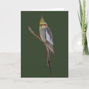 Cute Cockatiel Card (enter your own message) Karte