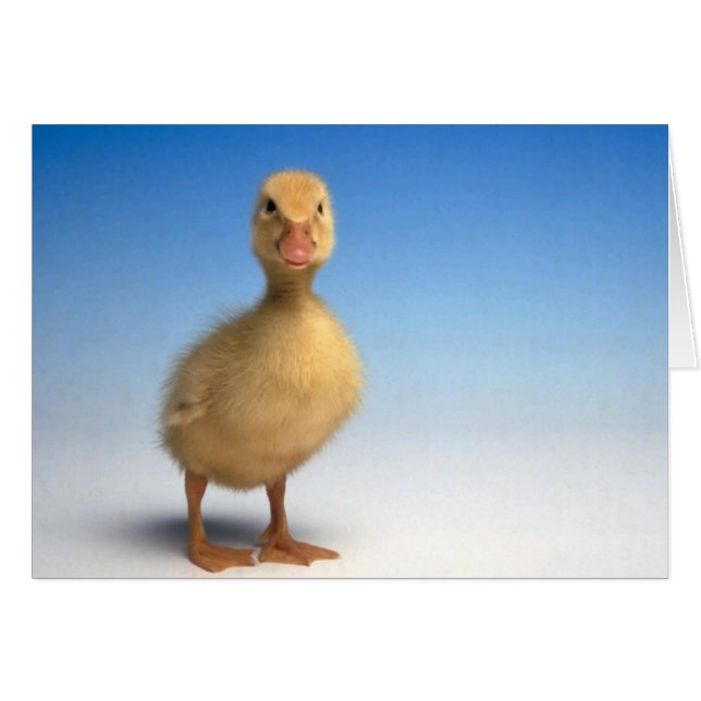 Cute Duckling Card (Vorderseite (Horizontal))