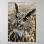 Cute eagle owl poster (Vorne)