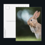 Cute Easter Bunny Photo Postkarte<br><div class="desc">Nature photo of a beautiful white swan (Cygnus olor) close to the river Rhine in Germany.</div>