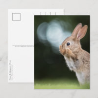 Cute Easter Bunny Photo