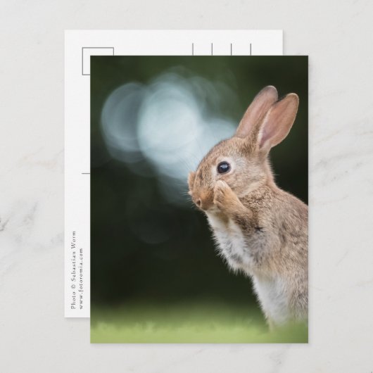 Cute Easter Bunny Photo Postkarte (Vorne/Hinten)