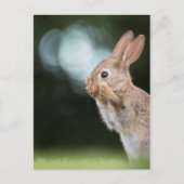 Cute Easter Bunny Photo Postkarte (Vorderseite)