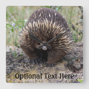 Cute Echidna from Australia Quadratische Wanduhr