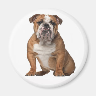 Cute English Bulldog Lover Funny Puppy Dog Magnet