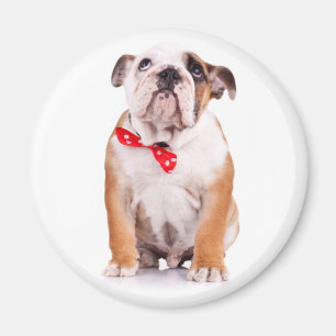 Cute English Bulldog Lover Funny Puppy Dog Magnet