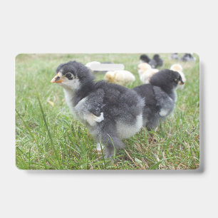 cute, farm, animals, kids, farm animals, pet, ausweis