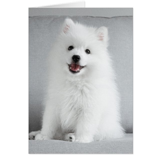 Cute Fluffy Japanese Spitz Puppy (Vorne)