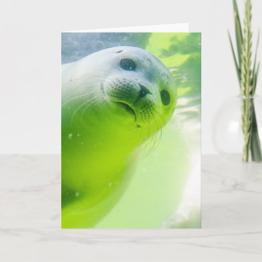Cute Friendly Seal Underwater Karte (Vorderseite)