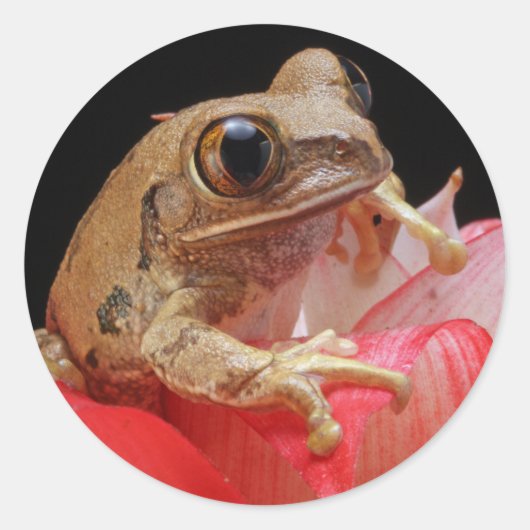 Cute Frog Runder Aufkleber (Vorderseite)