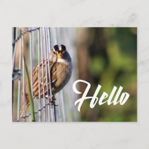 Cute funny bird hello photo postcard postkarte