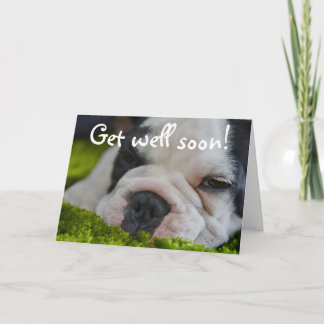 Cute Funny French Bull Dog Get Well Greeting Card Karte