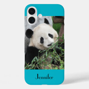 Cute Giant Panda, Blue Background, Name iPhone 16 Plus Hülle