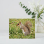 Cute Gray Squirrel Postcard Postkarte (Stehend Vorderseite)