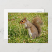 Cute Gray Squirrel Postcard Postkarte (Vorne/Hinten)