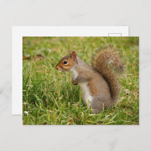 Cute Gray Squirrel Postcard Postkarte (Vorne/Hinten)