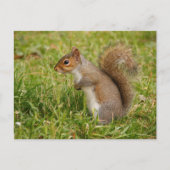 Cute Gray Squirrel Postcard Postkarte (Vorderseite)
