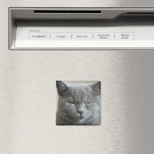 Cute Grey Kitty Face Magnet (In Situ (Geschirrspüler))