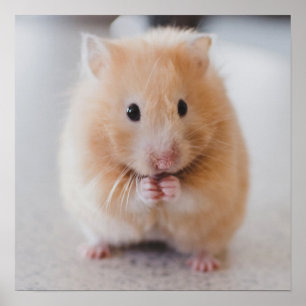 Cute Hamster Close-Up poster