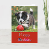 Cute Happy Birthday Border Collie Greeting Card Karte (Vorderseite)