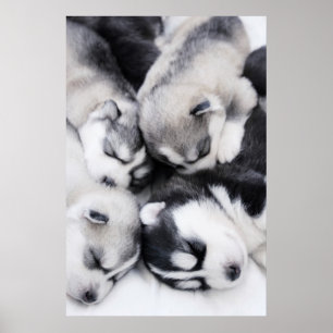 cute husky puppies poster