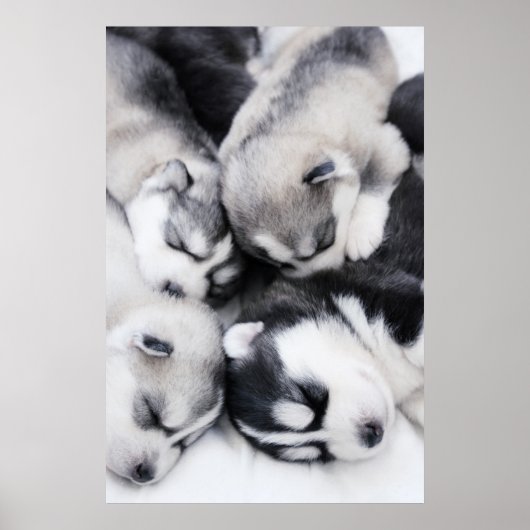cute husky puppies poster (Vorne)
