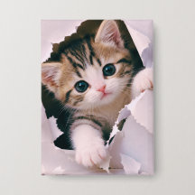 Cute Kitten