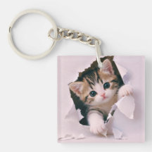 Cute Kitten