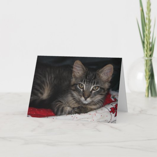 Cute Kitten Thank You Card Dankeskarte (Vorderseite)