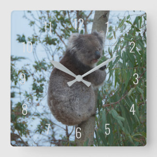 Cute Koala Climbing in a Tree Australia Square Wal Quadratische Wanduhr