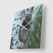 Cute Koala Climbing in a Tree Australia Square Wal Quadratische Wanduhr (Winkel)