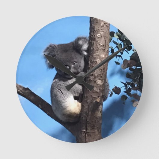 Cute Koala in a tree with a blue background Runde Wanduhr (Vorderseite)