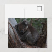 Cute Koala sleeping in a tree Australia Postkarte (Vorne/Hinten)