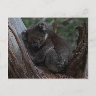 Cute Koala sleeping in a tree Australia Postkarte