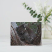 Cute Koala sleeping in a tree Australia Postkarte (Stehend Vorderseite)