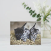 cute little baby kittens postkarte (Stehend Vorderseite)