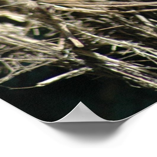 Cute Lizard Poster (Ecke)