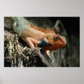Cute Lizard Poster (Vorne)