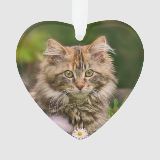 Cute Maine Coon Kitten Cat in a Flower Meadow - Ornament (Vorderseite)