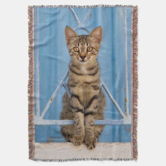 Cute Nosy Tabby Cat Kitten Sitting in a Blue Fence Decke (Vorderseite Vertikal)