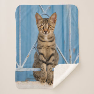 Cute Nosy Tabby Cat Kitten Sitting in a Blue Fence Sherpadecke