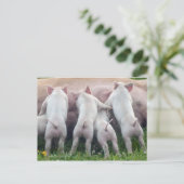 Cute Nursing Piglets Postcard Postkarte (Stehend Vorderseite)