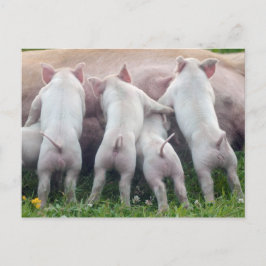Cute Nursing Piglets Postcard Postkarte