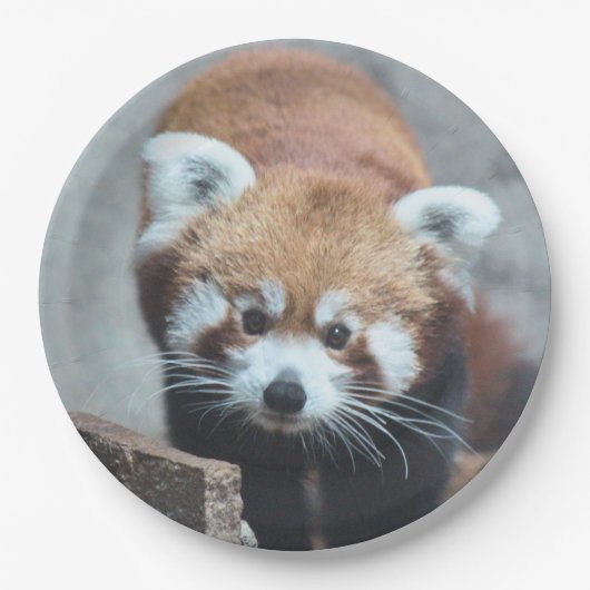 Cute Pappteller (Vorderseite)