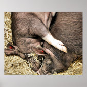 CUTE PIGS POSTER (Vorne)