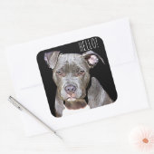Cute Pit Bull Dog HELLO Stickers (Umschlag)