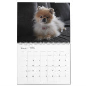 Cute Pomeranians Calendar 2026 Dogs Kalender (Jan 2026)