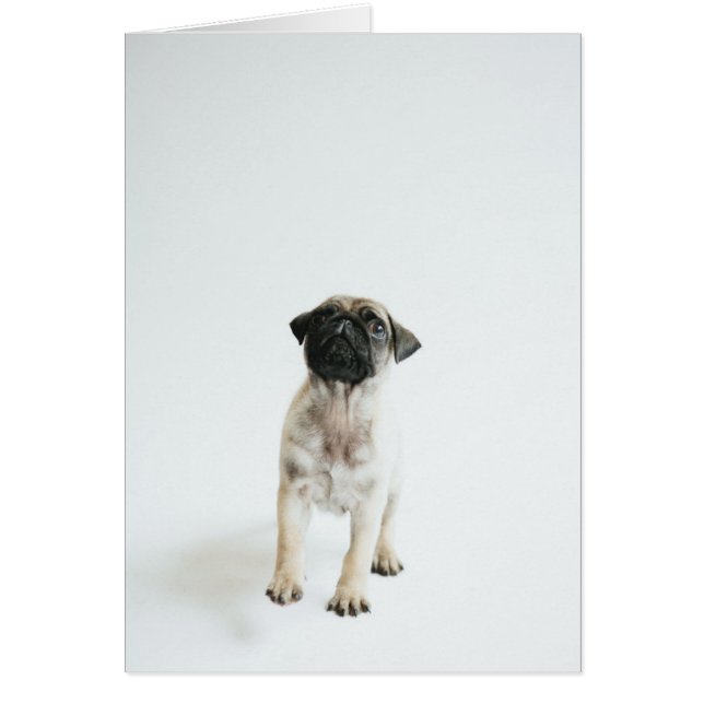 Cute Pug Puppy (Vorne)